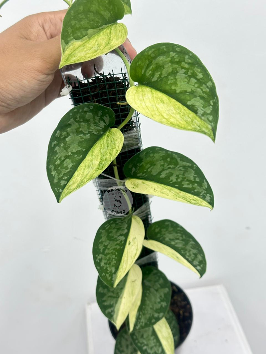 Scindapsus Foresta - Best Selected