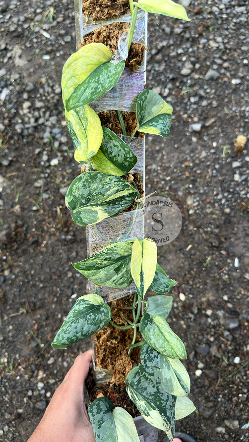 Scindapsus Foresta Var Choice 2 - Best Selected