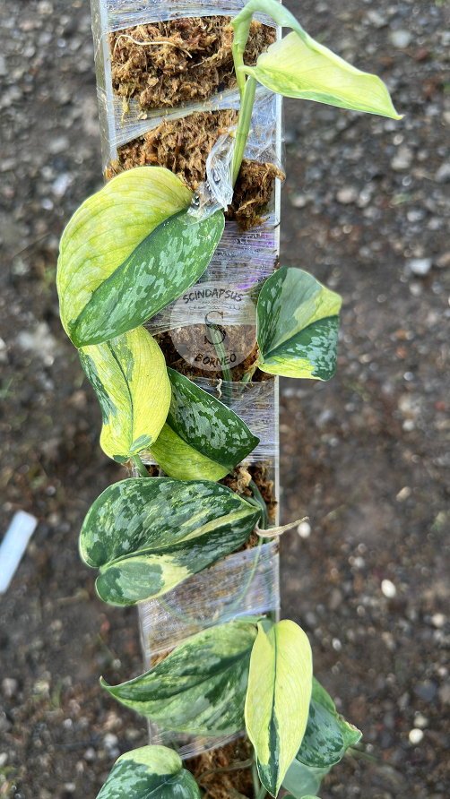 Scindapsus Foresta Var Choice 2 - Best Selected