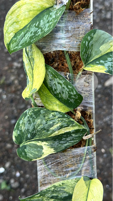 Scindapsus Foresta Var Choice 2 - Best Selected