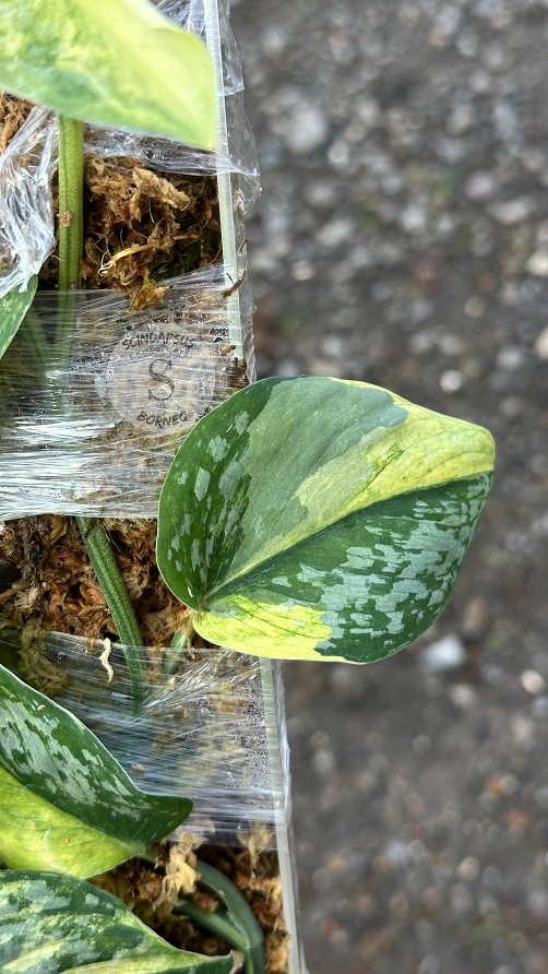 Scindapsus Foresta Var Choice 2 - Best Selected