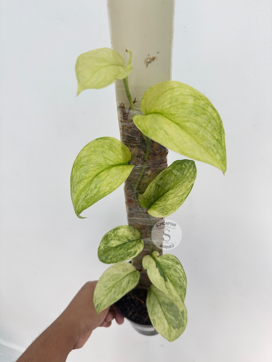 Scindapsus Foresta mint - Best Selected