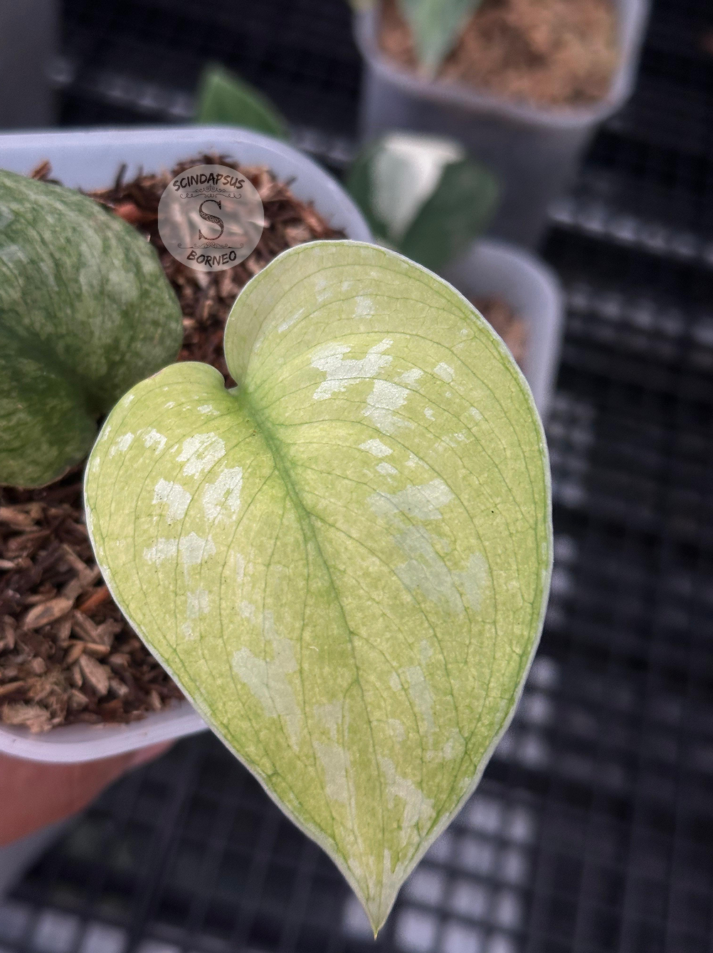 Scindapsus Golden Crown - Scindapsus Borneo