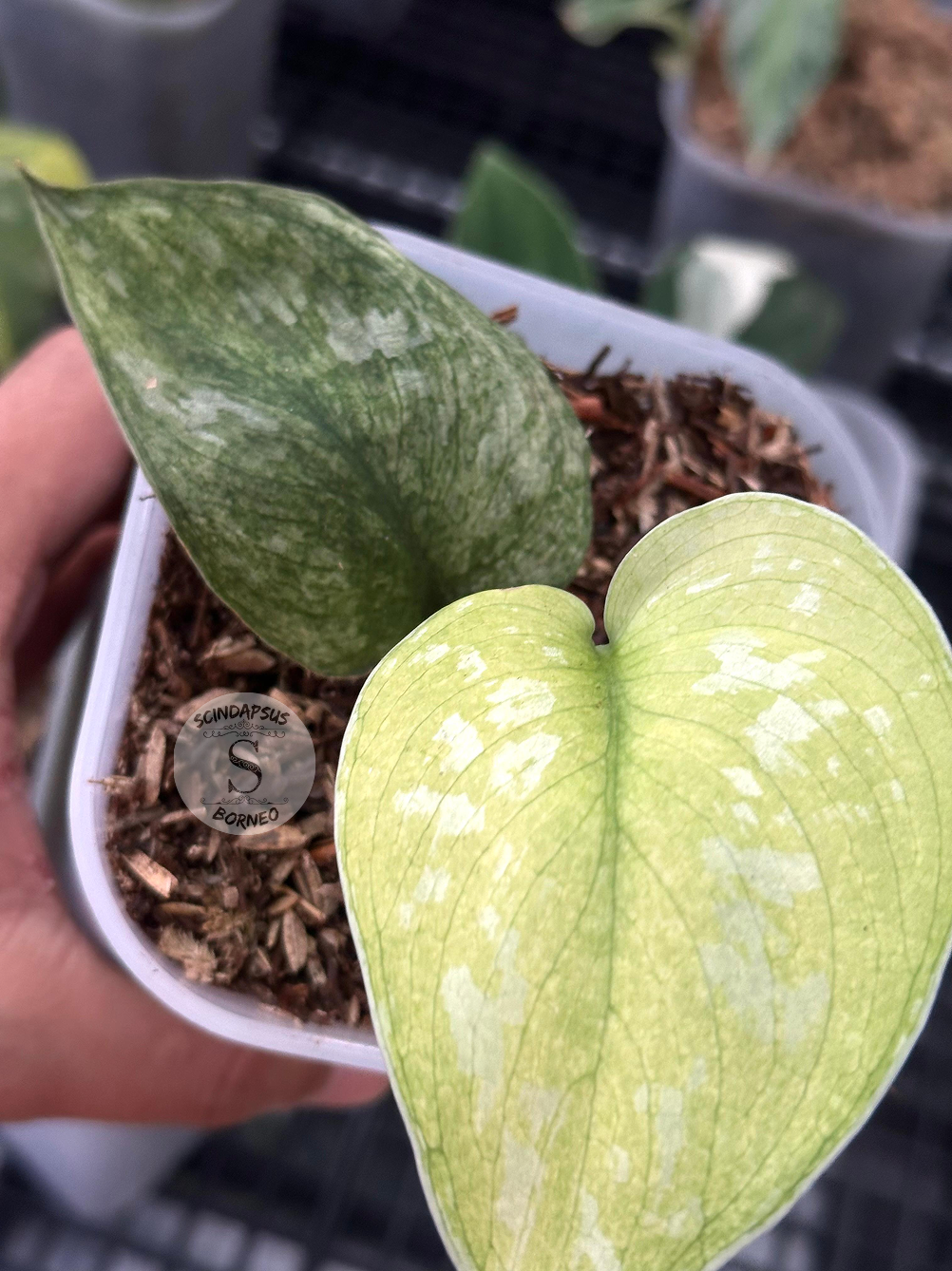 Scindapsus Golden Crown - Scindapsus Borneo
