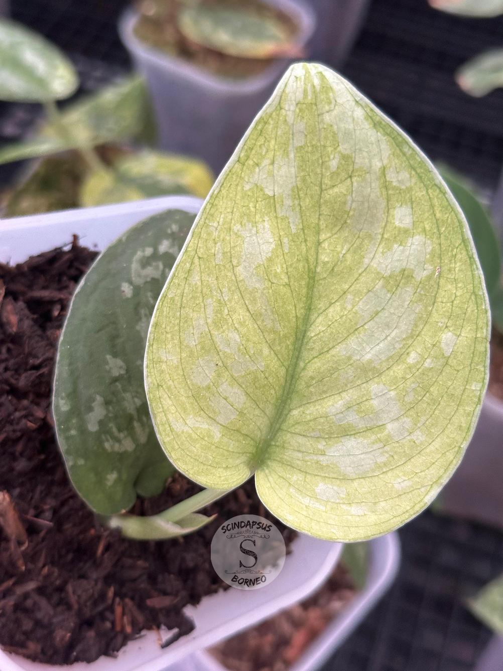 Scindapsus Golden Crown
