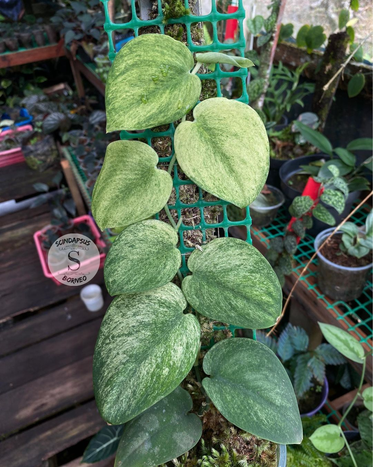 Scindapsus Golden Mint - Scindapsus Borneo