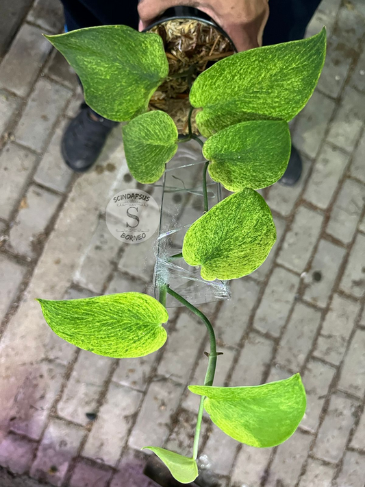Scindapsus Golden Mint - Best Selected
