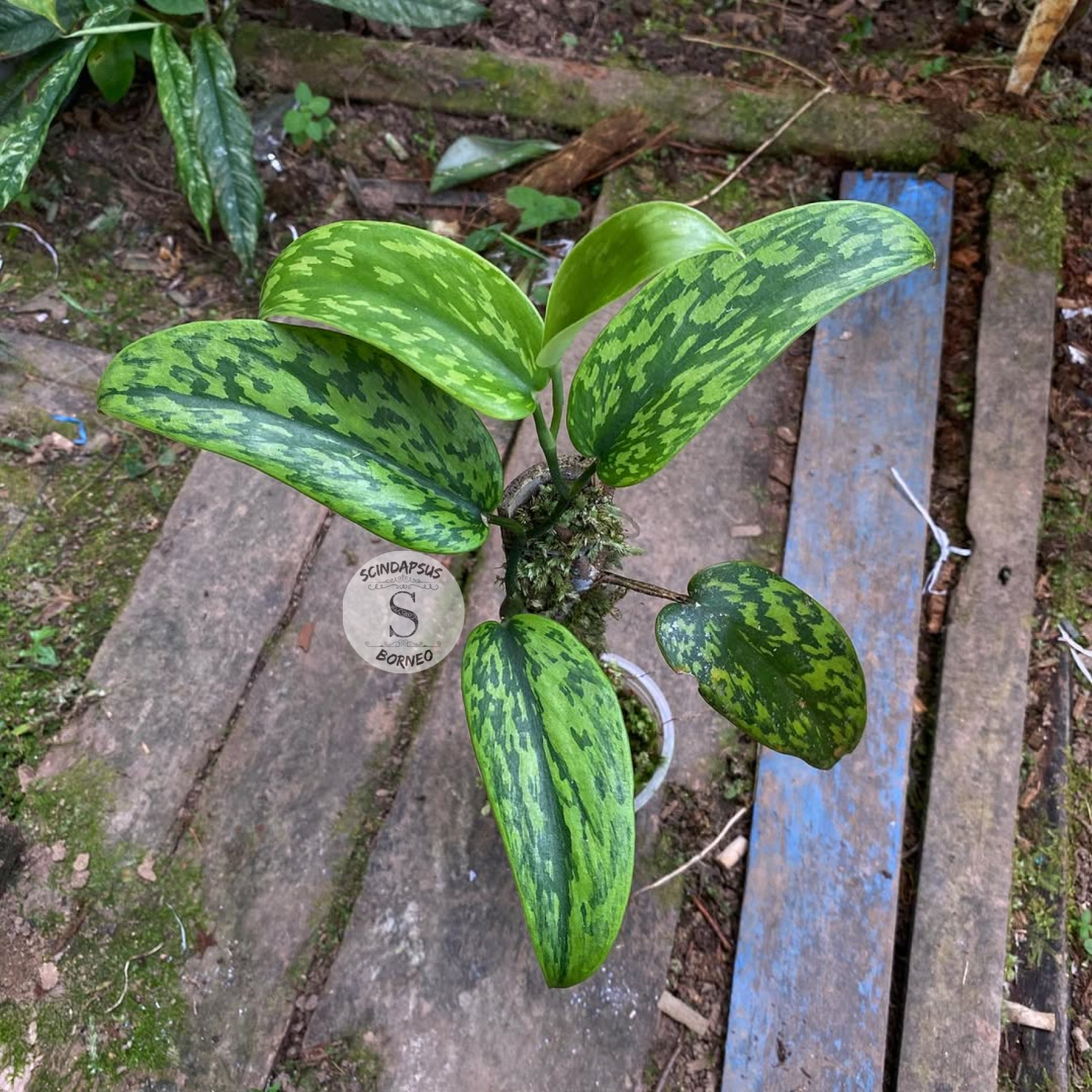 Scindapsus Green Army Stabillo - Scindapsus Borneo