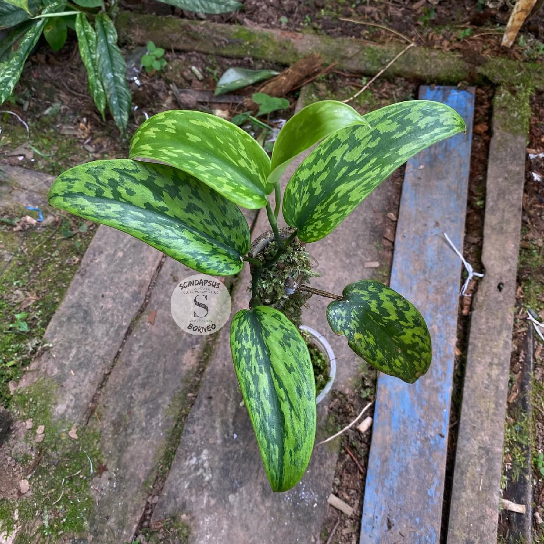 Scindapsus Green Army Stabillo - Scindapsus Borneo