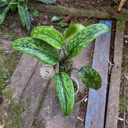 Scindapsus Green Army Stabillo
