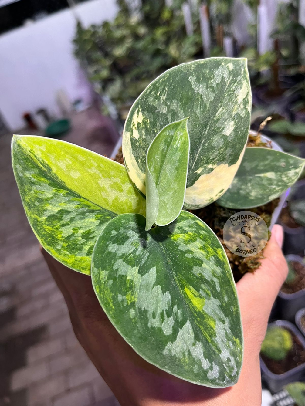 Scindapsus Green Diamond - Best Selected - Scindapsus Borneo