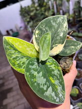 Scindapsus Green Diamond - Best Selected - Scindapsus Borneo