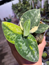 Scindapsus Green Diamond - Best Selected - Scindapsus Borneo