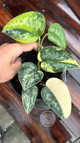 Scindapsus Green Diamond  - Best Selected - Scindapsus Borneo
