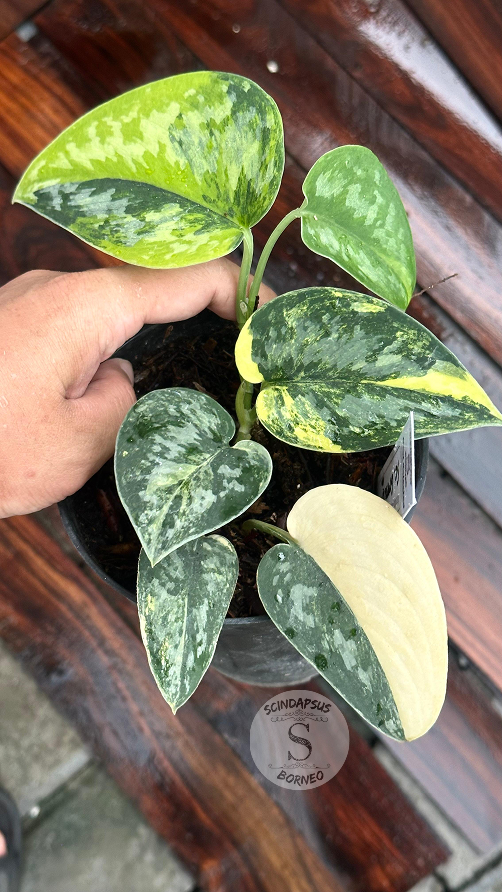 Scindapsus Green Diamond  - Best Selected - Scindapsus Borneo