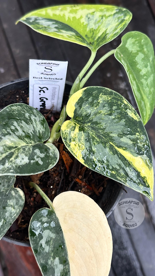 Scindapsus Green Diamond  - Best Selected - Scindapsus Borneo