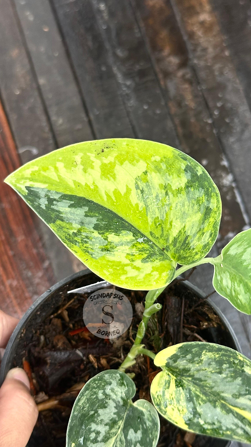 Scindapsus Green Diamond  - Best Selected - Scindapsus Borneo
