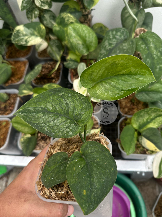 Scindapsus Green Dragon - Best Selected