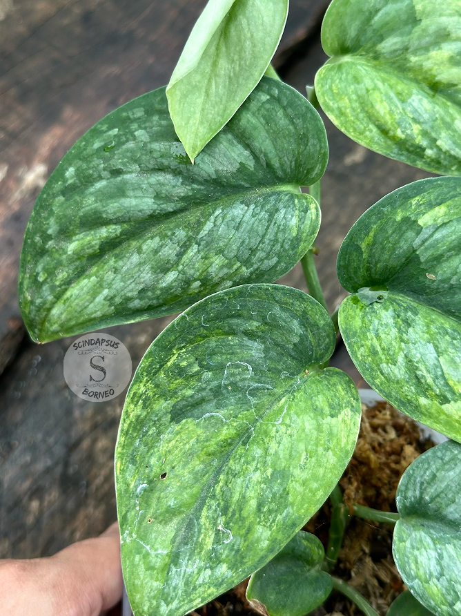Scindapsus Green Dragon - Best Selected - Scindapsus Borneo