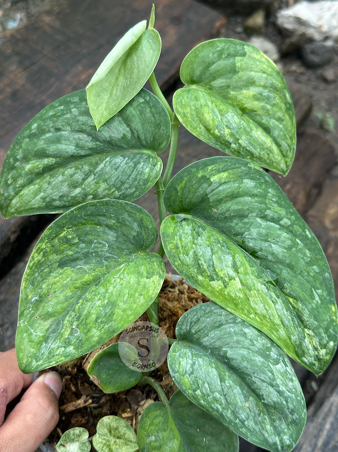 Scindapsus Green Dragon - Best Selected - Scindapsus Borneo