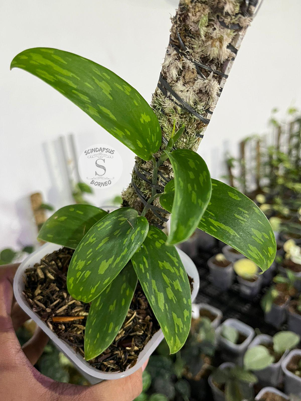 Scindapsus Green Polkadot - Best Selected - Scindapsus Borneo