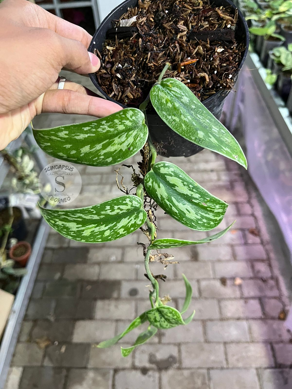 Scindapsus Green Tombak - Best Selected - Scindapsus Borneo
