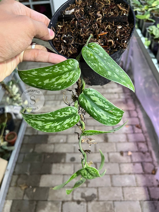 Scindapsus Green Tombak - Best Selected
