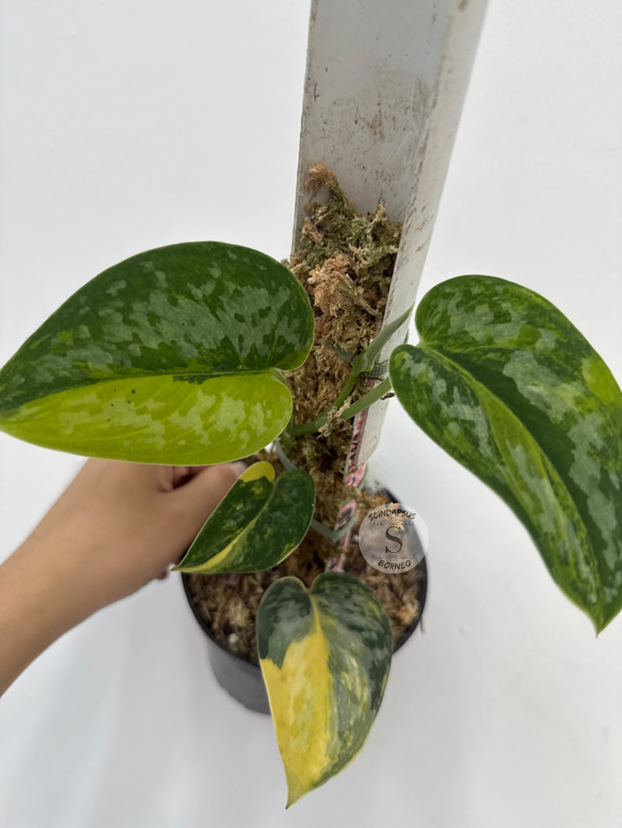 Scindapsus Green diamond - Best Selected