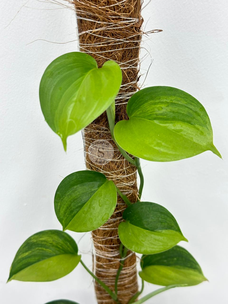 Scindapsus Hederaceus Gog - Best Selected