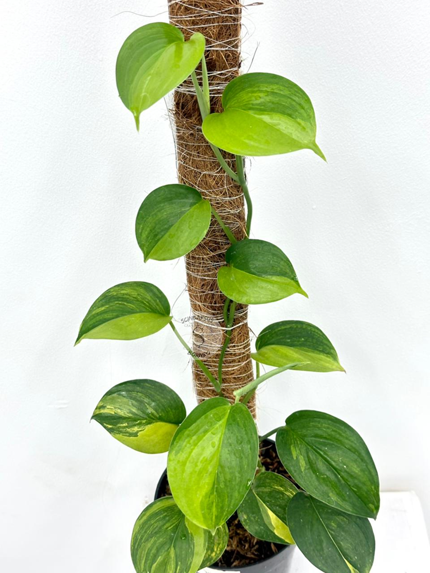 Scindapsus Hederaceus Gog - Best Selected