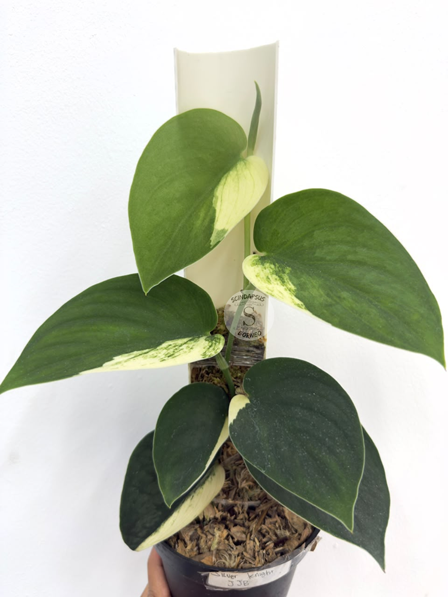 Scindapsus Jung Jung Buih - Best Selected
