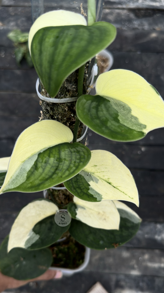 Scindapsus Silver Knight Jung Jung Buih - Best Selected