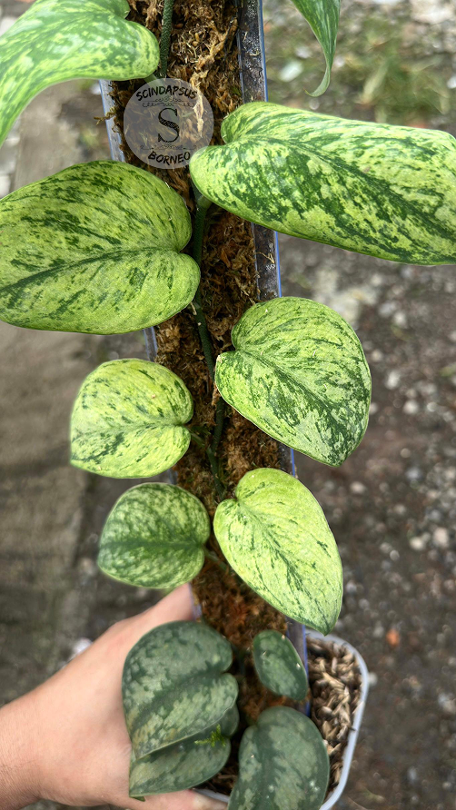 Scindapsus Kanaka - Best Selected