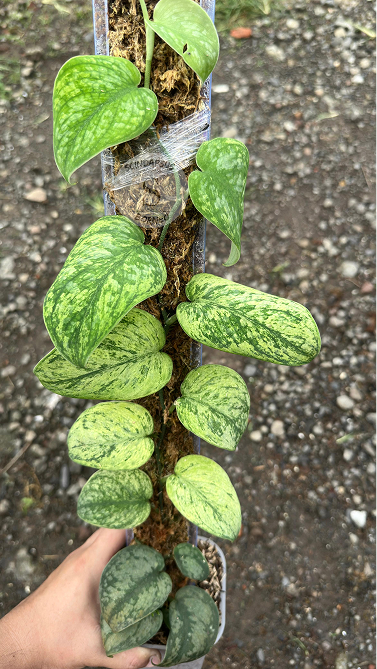 Scindapsus Kanaka - Best Selected