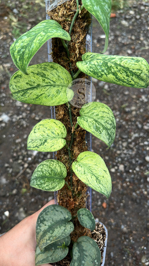 Scindapsus Kanaka - Best Selected