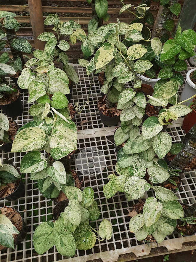 Scindapsus Keraton
