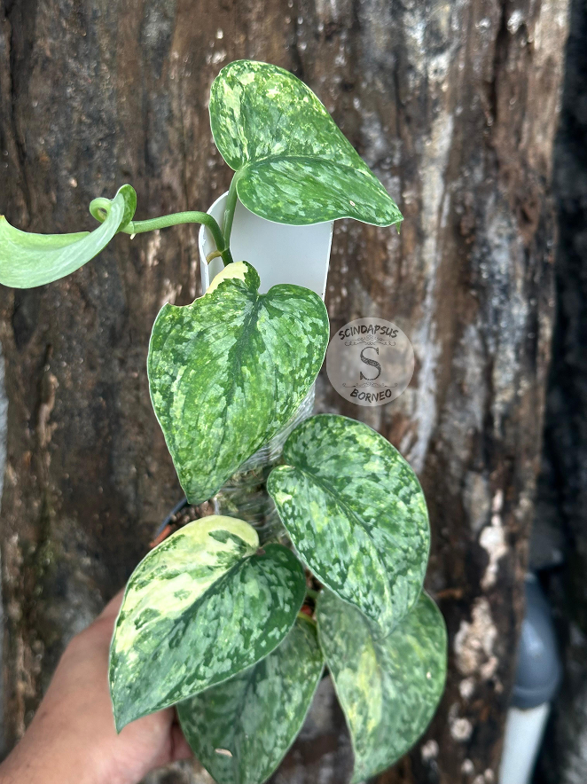 Scindapsus Leopard - Best Selected