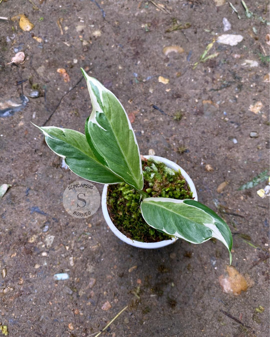 Scindapsus longispitatus lipstick