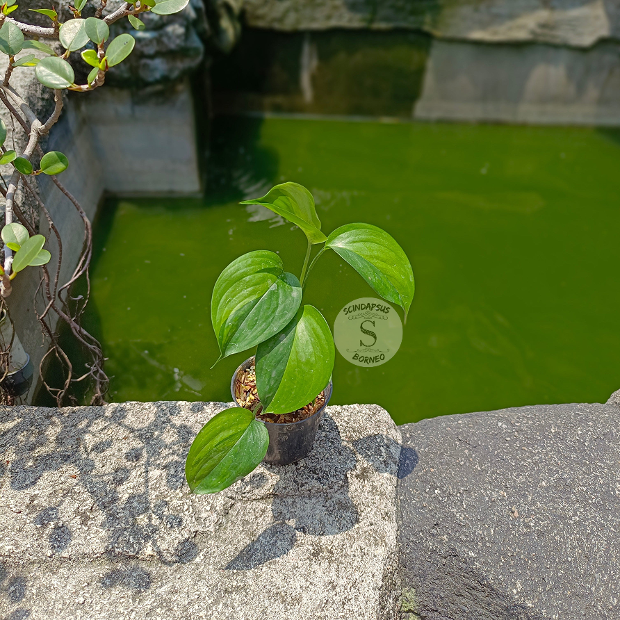 Scindapsus Longispitatus Green On Green Variegated - Package 30x