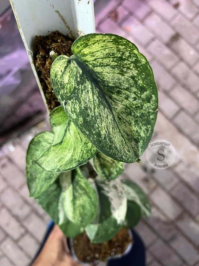 Scindapsus Mahabrata - Best Selected - Scindapsus Borneo