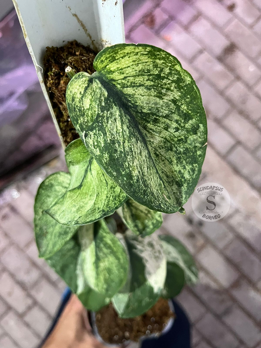 Scindapsus Mahabrata - Best Selected