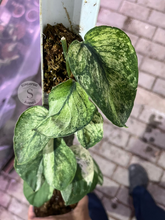 Scindapsus Mahabrata - Best Selected - Scindapsus Borneo