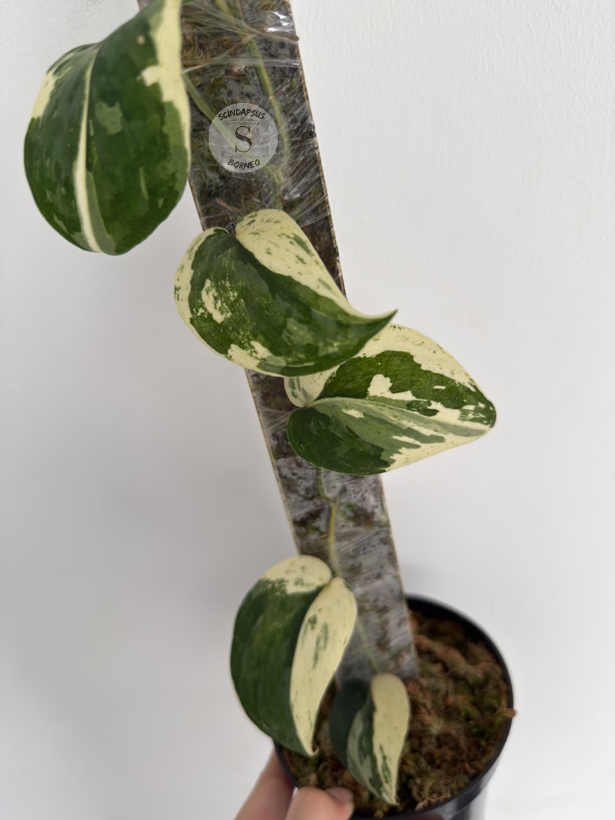 Scindapsus Mahabrata albo - Best Selected