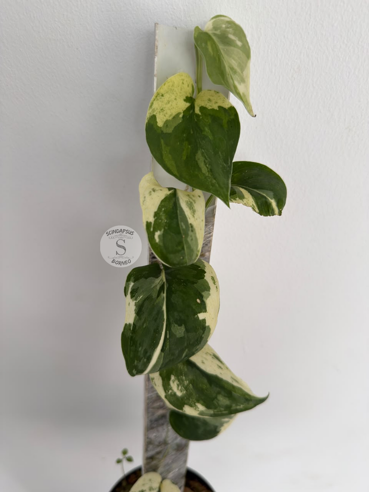 Scindapsus Mahabrata albo - Best Selected
