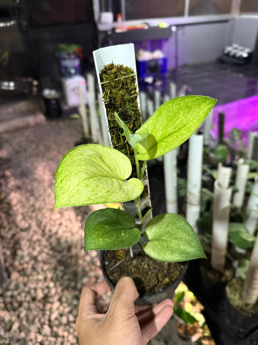 Scindapsus Manggo Choice 1