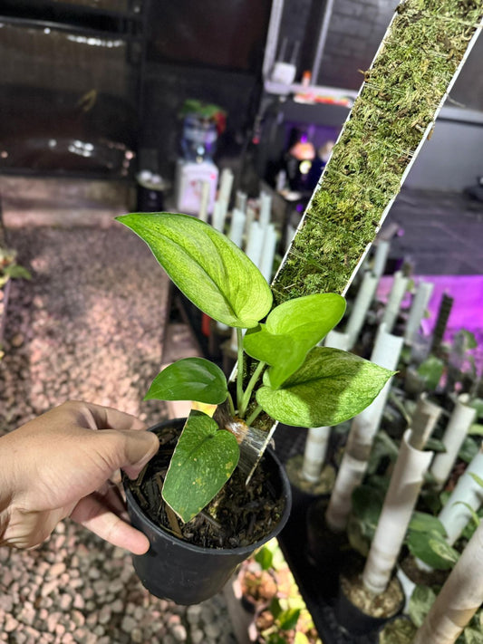 Scindapsus Manggo Choice 2
