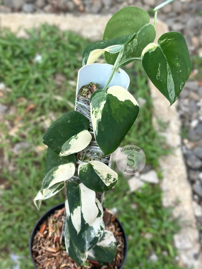 Scindapsus Mangurai Black - Best Selected