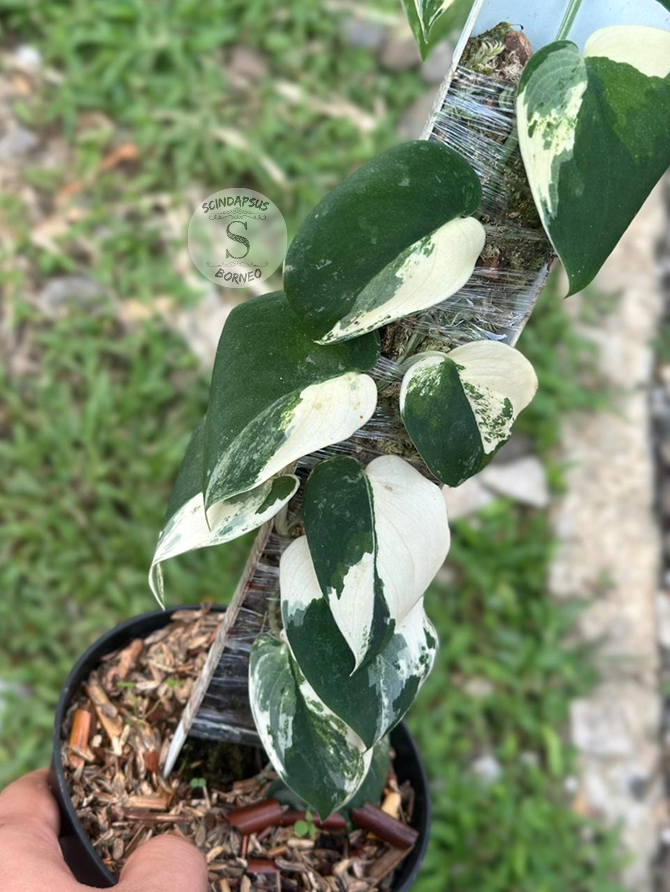 Scindapsus Mangurai Black - Best Selected