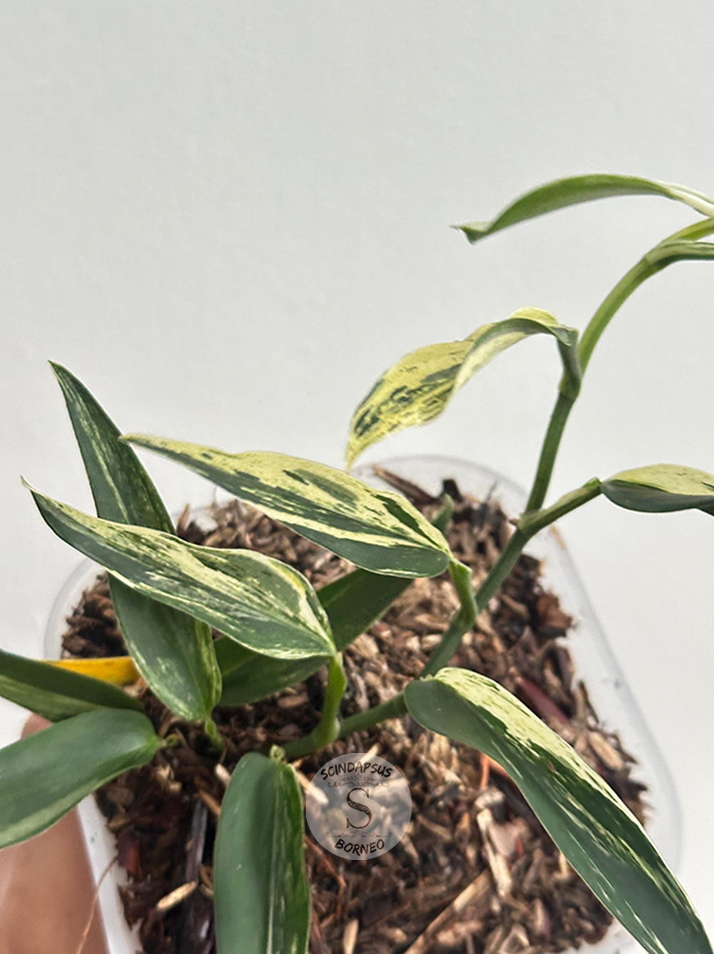 Scindapsus Mutiara Albo - Best Selected - Scindapsus Borneo