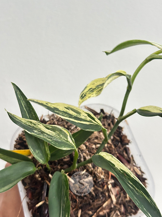 Scindapsus Mutiara Albo - Best Selected